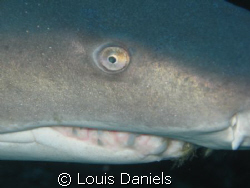 I Got My Eye On You ...This is once again off the coast o... by Louis Daniels 